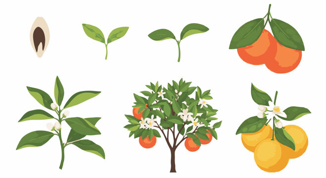 Vector illustration of the growth cycle of a grapefruit tree showing seed, sprout, seedling, flowering branch, fruit-bearing tree, and ripe citrus fruit on a white background.