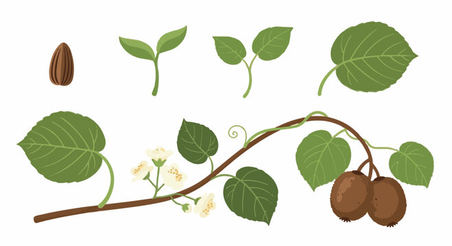Growth cycle vector illustration of a kiwi vine plant showing stages from seed and seedling to flowering branch and ripe kiwifruit, isolated on a white background.