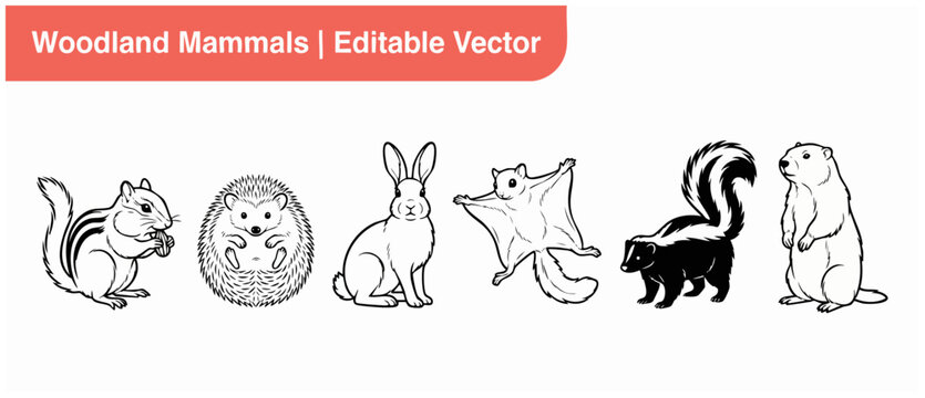 Woodland animals vector illustrations set of cute forest mammals line art icons featuring chipmunk, hedgehog, rabbit, flying squirrel, skunk, and groundhog on white background for kids coloring books.