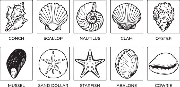 Set of seashell and marine life icons with conch, scallop, nautilus, clam, oyster, mussel, sand dollar, starfish, abalone, and cowrie shells.