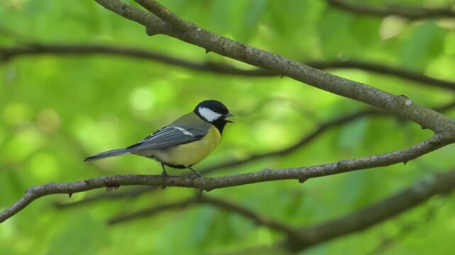 Great tit (Parus major) bird singing on a branch and flying off