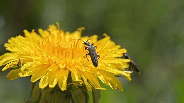 Oedemera beetle feeding on dandelion flower