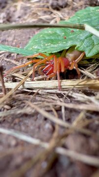 Dysdera sp. Asselj&auml;ger Spinne Asselfresser Araneae