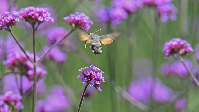 hummingbird hawk-moth (Macroglossum stellatarum) flying around and pollinating flowers