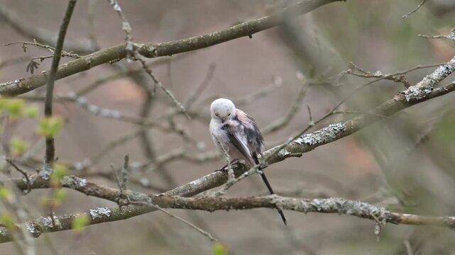 long-tailed bushtit (Aegithalos caudatus) bird devouring an insect on a branch