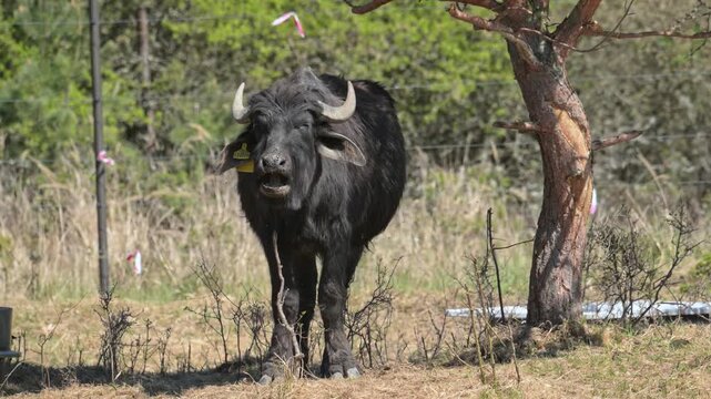 wild water buffalo (Bubalus arnee) grazing