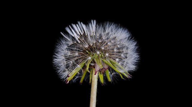 dandelion seed head opening time lapse