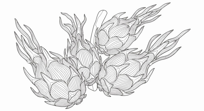 Intricate line art illustration of dragon fruit bunch on white background. Detailed black and white pitaya engraving featuring scaly skin and stems for coloring book or vector design.
