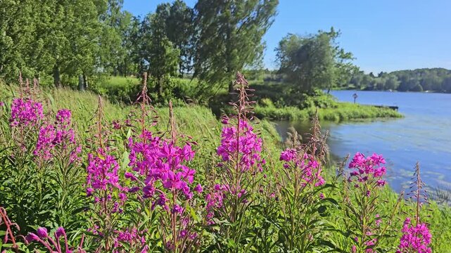 Beautiful landscape with Chamaenerion angustifolium aka pink fireweed plants in foreground and lake meadow in background near H&auml;meenlinna Finland