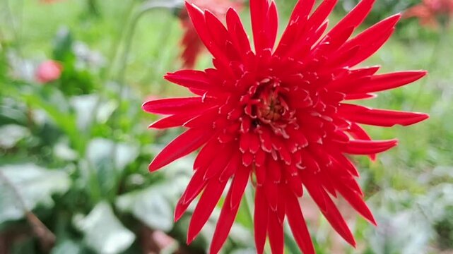 Close-up of a vibrant red Gerbera daisy flower blooming in a garden-Horizontal.
