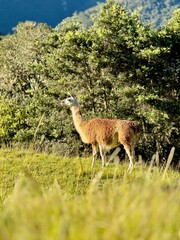 Obraz premium Llama in Machu Picchu