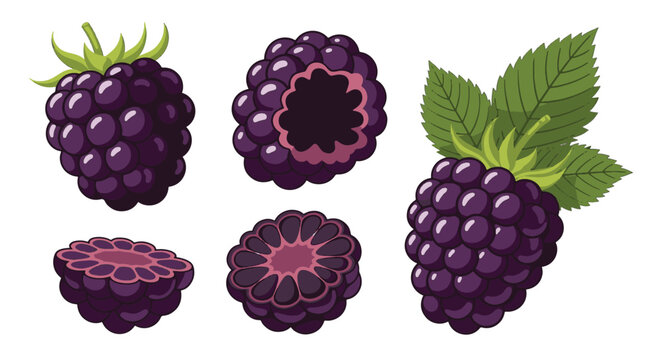 Set of vector illustrations featuring whole blackberries with green leaves and stems, including cross-sections and a berry with the center removed, isolated on a white background.