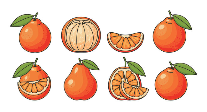 Vector illustration set of fresh tangelo citrus fruits featuring whole fruit with leaves, peeled sections, halved portions, and individual segments isolated on a white background.