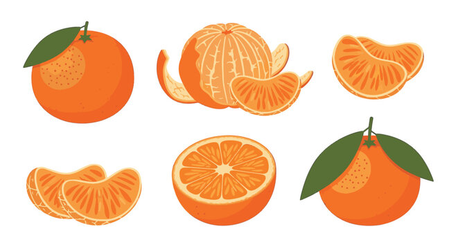 Set of vector illustrations depicting orange tangerines in various states: whole with leaves, halved, peeled, and individual segments, isolated on white background for design.