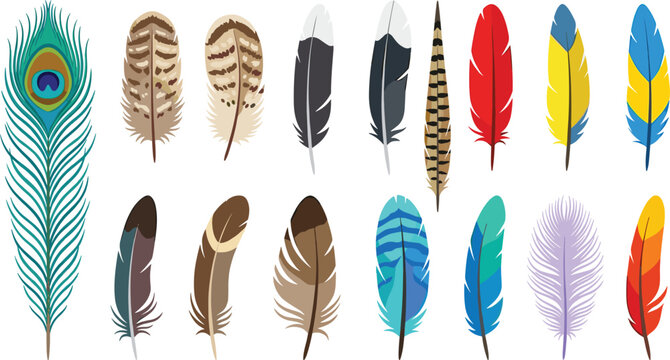 Bird feather colorful bohemian vector set. Peacock plume, tribal eagle feathers, parrot quill, native american decoration, down fluff and vintage wing elements isolation.