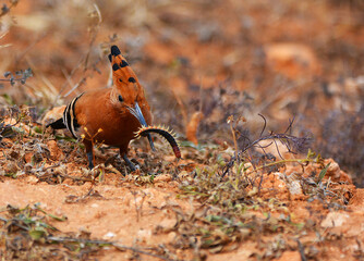 AFrican Hoopoe catching a centipede © Eddie
