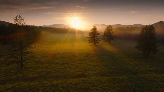 Sunrise Over Grassy Field With Pine Trees