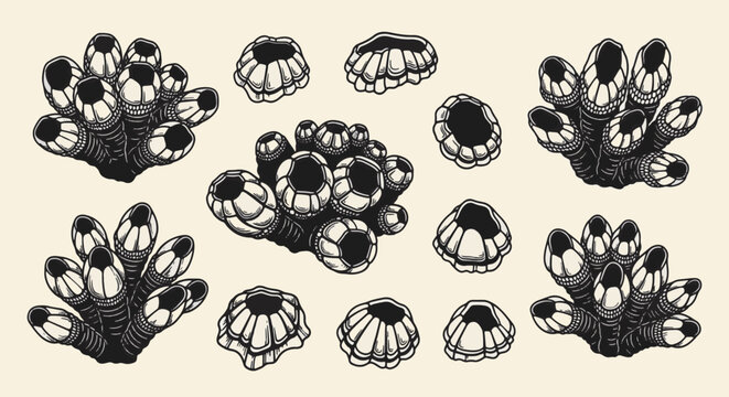 Set of black and white barnacle illustrations featuring detailed clusters and individual shells in an engraving style, depicting marine crustaceans like acorn and goose barnacles.