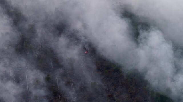 Aerial view of wildfire smoke rising over dark forest