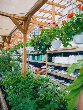 Assortment of green houseplants on shelves in a garden center. Aglaonema, schefflera and other tropical foliage plants in pots at a greenhouse nursery store for interior decoration.
