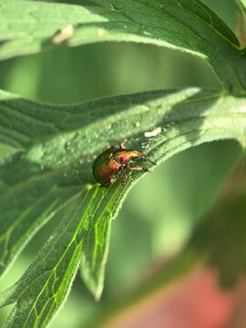 Iridescent metallic green and copper leaf beetle on nettle leaf, macro insect wildlife photography concept