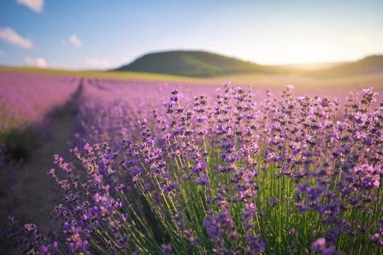 Close up of beautiful blooming lavender flowers in a field at sunset with selective focus and a soft blurred
