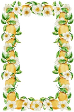 Rectangular Frame with Lemons and Narcissus Elements. Border of Citrus Fruits and Flowers for Invitations or Greeting Cards Creation. Mediterranean Greenery and Flower Blossom Composition.