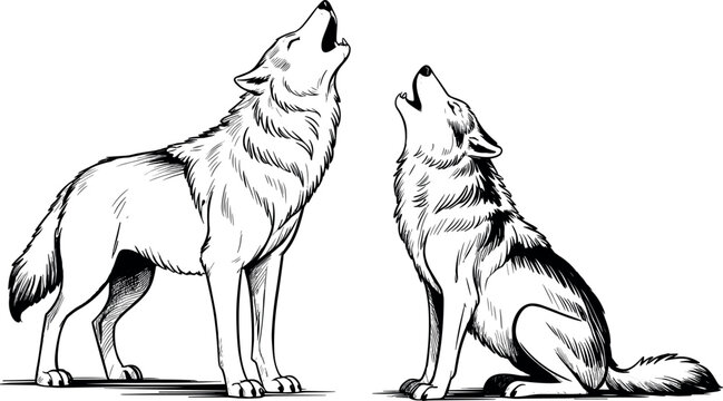 Black and white howling wolf vector set featuring hand drawn artistic standing and sitting wild animals