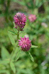 Fototapeta premium Vibrant purplish red feather clover flowers bloom on upright stems in a sunny garden - latin name - Trifolium rubens