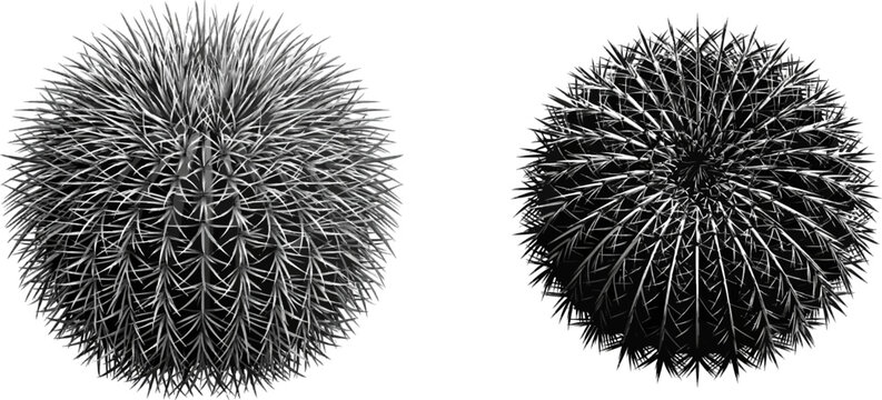 The Echinocactus grusonii, with its flawless globose body and dense, uniform armor of black and white spines, stands as a geometric desert icon in isolation against a solid white background