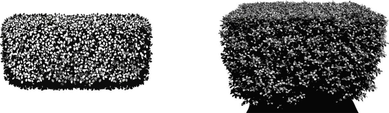 A neat privet hedge bush with a flat rectangular top, black and white vector art, geometric landscaping silhouette, isolated on a pure white background