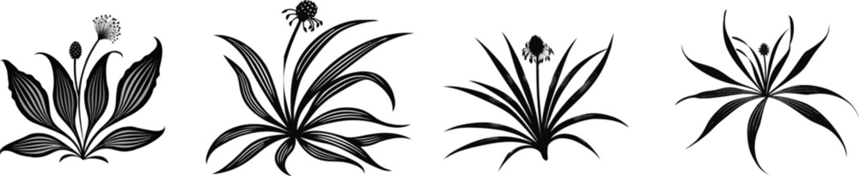 A ribwort plantain plant rosette with narrow, vertically ribbed lance leaves and a tiny ball seed spike is depicted in a flat monochrome vector illustration style, isolated on a solid white background