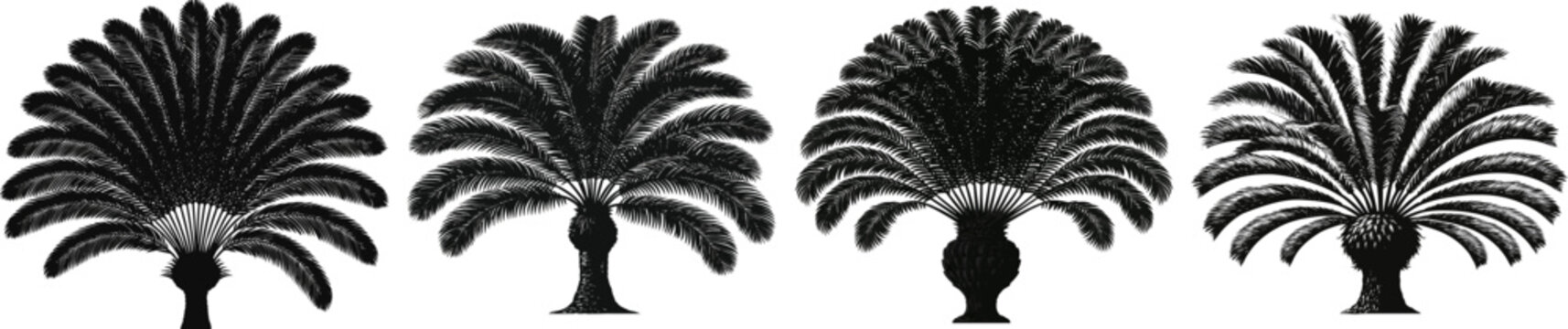 A prehistoric Zamia plant with its distinctive short, stout trunk and symmetrical burst of stiff fronds stands isolated on a solid white background, creating an ancient silhouette of ancient flora