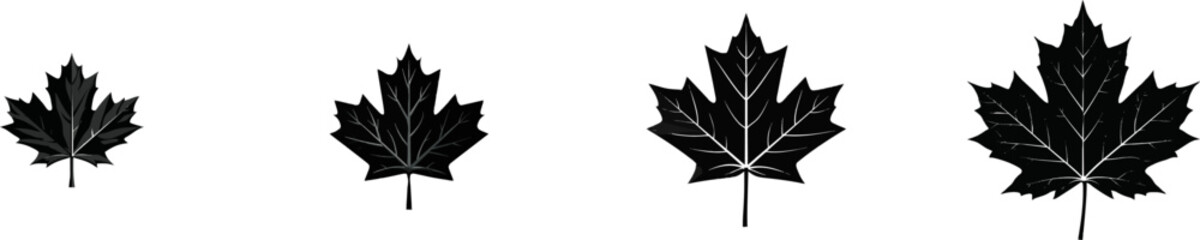 Fototapeta premium A crisp sugar maple leaf with sharp pointed lobes is depicted in black vector art against a clean white background