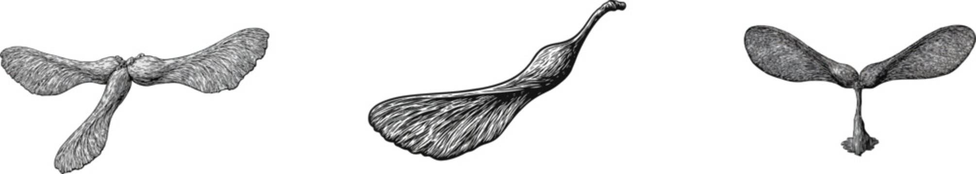 A single detailed seed of a sycamore maple tree descends gracefully as a double-winged samara, vector illustration in black and white, isolated on a solid white background