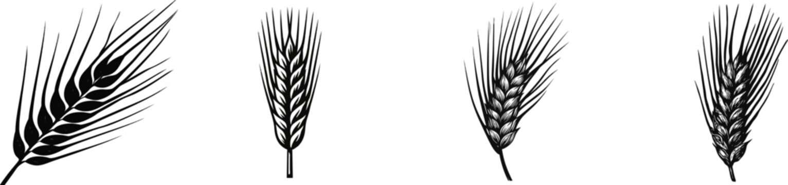 A single head of brewing barley with long, straight vertical awns projecting upwards, black and white vector illustration, isolated on a pure white background