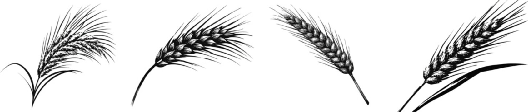 A single stalk of field wheat with textured grains, rendered in black and white vector illustration, showcasing crisp clean edges against a solid white background