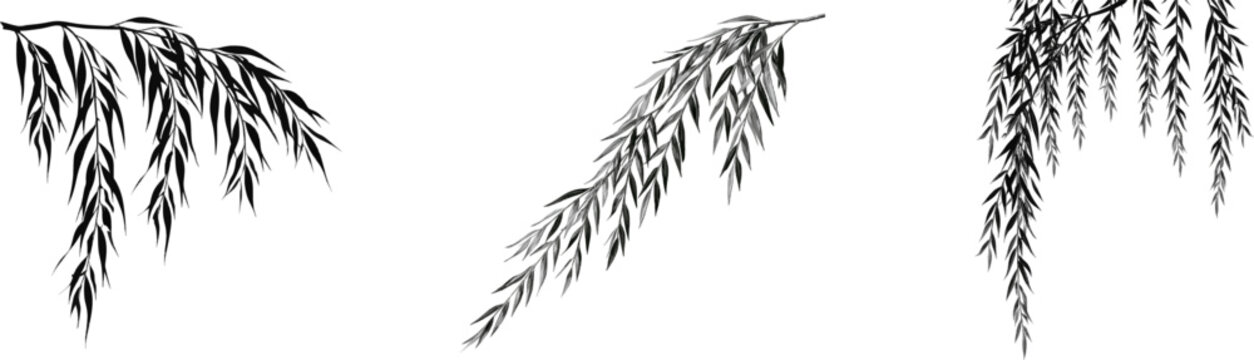 A minimalist black-and-white vector illustration of a weeping willow tree branch with narrow lance-shaped leaves drooping straight down against a pure white background