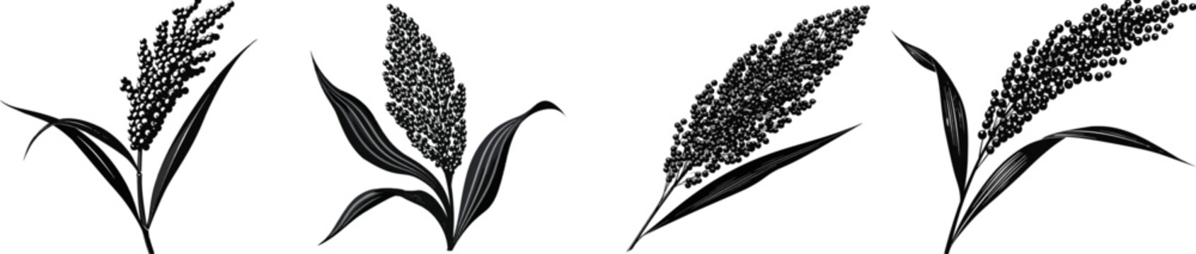 A single stalk of Sorghum grain stands tall with its dense, heavy panicle packed with small round seeds in shades of black and white, symbolizing a global agriculture staple set against a pure white