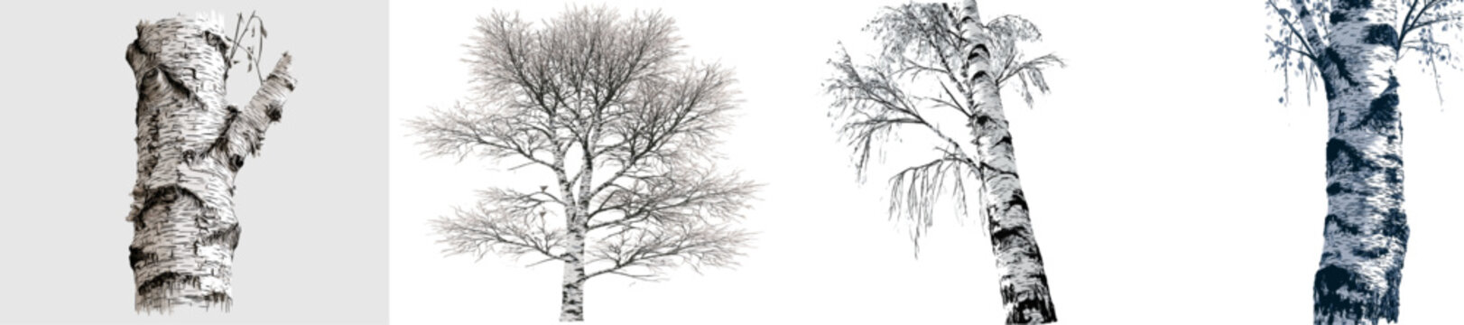 A slender birch tree with detailed textured bark patterns stands tall against a crisp white background, showcasing its intricate design in a monochrome vector graphic style