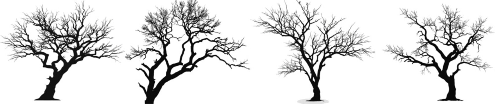 A spooky, bare deciduous tree with twisted branches reaches out in eerie Halloween style silhouette against a crisp black and white backdrop