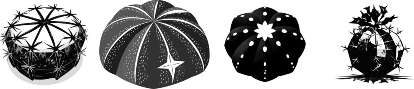 A stunning Astrophytum cactus showcases an flawless eighth-sided geometric body with no spines, rendered in black and white vector art against a pure white background