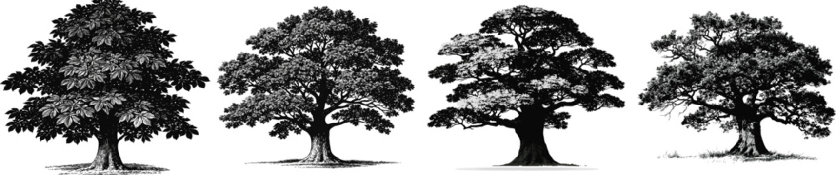 A majestic chestnut tree with a thick textured trunk stands tall against the backdrop of a high contrast silhouette, its leaves forming a lush canopy in this flat monochrome illustration