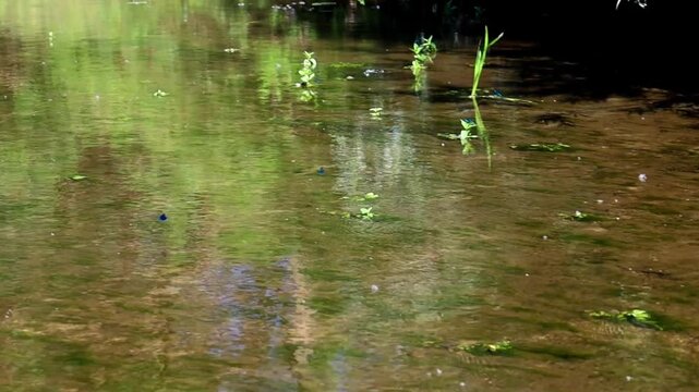 Countless green dragonflies hover and swirl above the crystal-clear, shallow water surface of a peaceful river. Bright natural sunlight illuminates the dynamic and rapid flight of insects captured bea