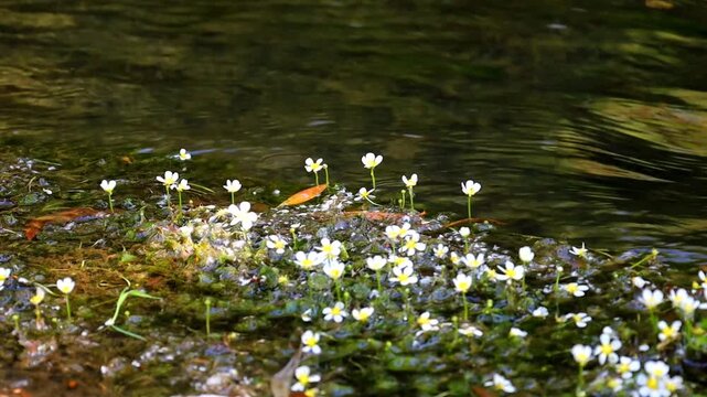 A patch of vibrant green algae blooming with tiny white flowers in the foreground. In the background, a fast, clear, and shallow river current flows dynamically. Ecological stock video footage of wild
