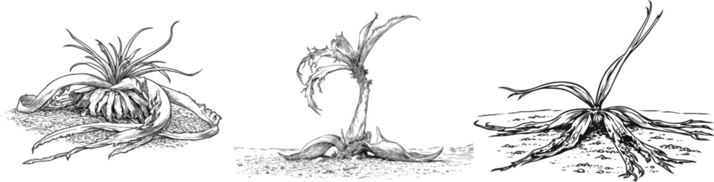 The Welwitschia mirabilis desert plant showcases its unique frayed ribbon-like leaves resting flat on gravel ground in this minimalist vector illustration
