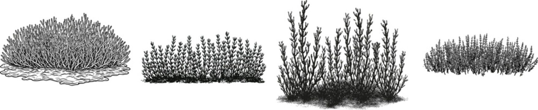 Glasswort (Salicornia europaea) forms a striking marsh meadow patch with thousands of leafless green jointed succulent spikes emerging from salt mud, depicted in a flat monochrome vector illustration