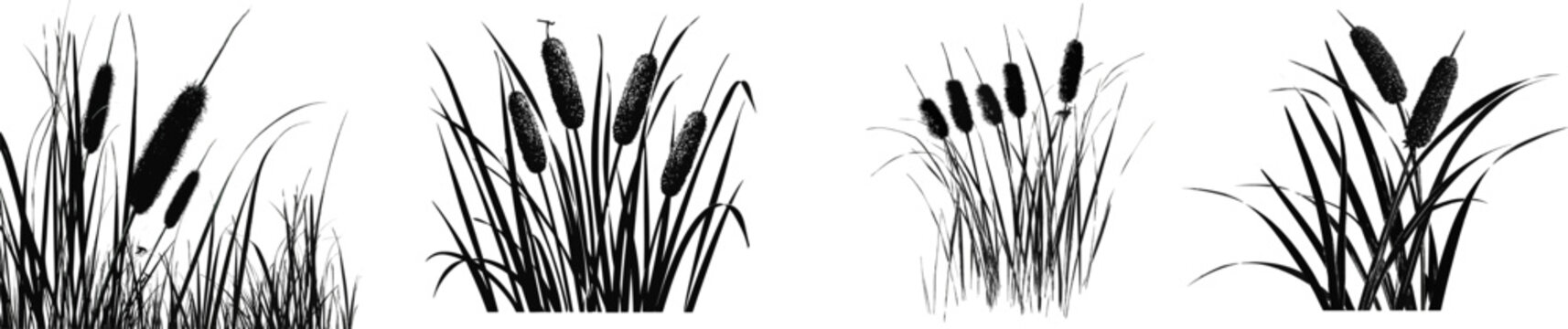 A striking black-and-white illustration of tall cattail reeds with long linear leaves and a prominent cylindrical seed head, set against a solid white background, evokes the classic silhouette of