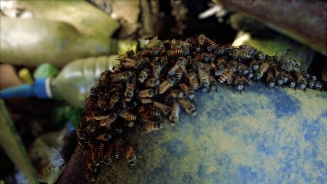 Swarm of honey bees clustering on a dusty blue plastic surface near discarded garbage