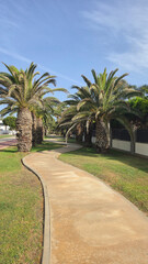 Fototapeta premium Winding concrete pathway through a tropical park with tall palm trees